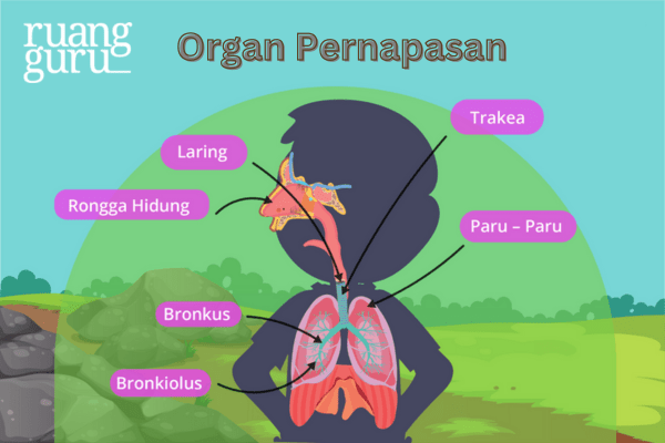 organ pernapasan manusia
