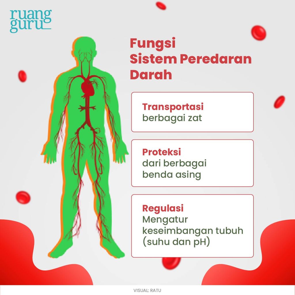 fungsi sistem peredaran darah