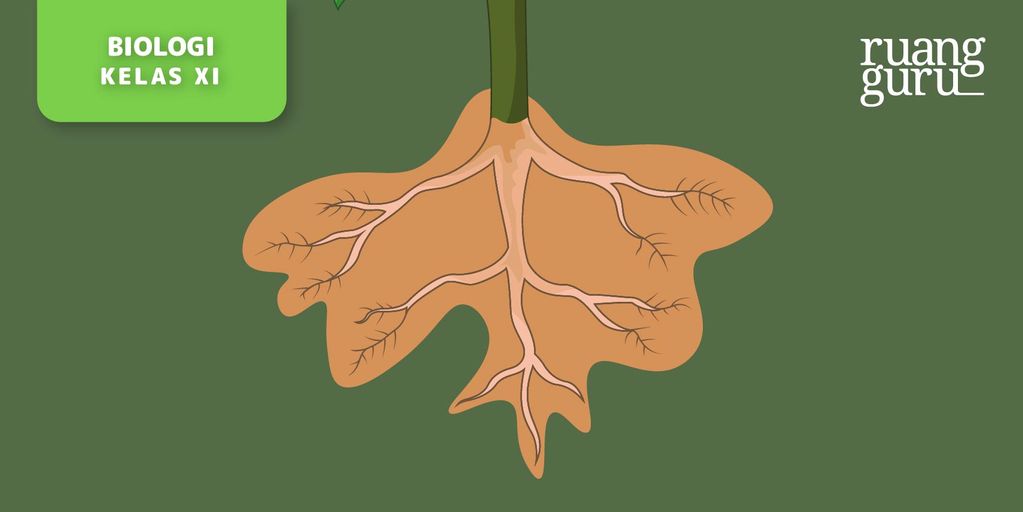 Anatomi Organ Vegetatif pada Tumbuhan