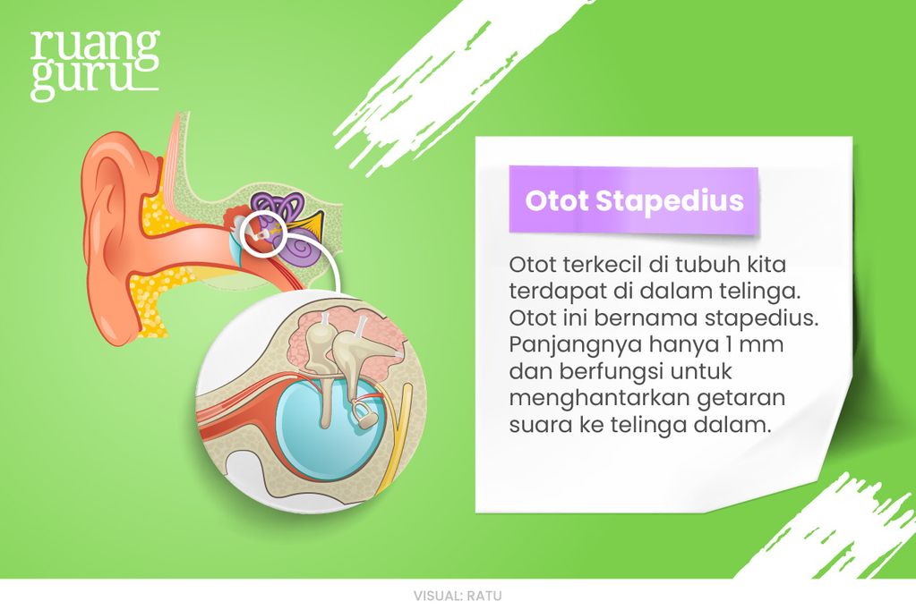 Otot stapedius