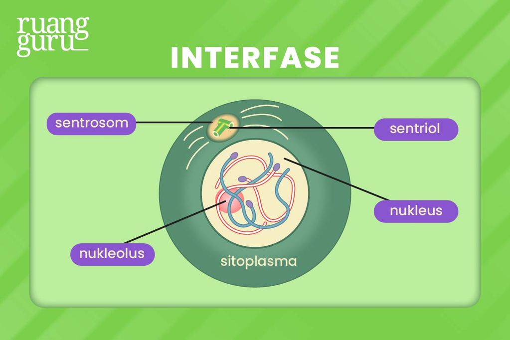 Biologi Kelas 12 - Tahap Pembelahan Mitosis - Interfase
