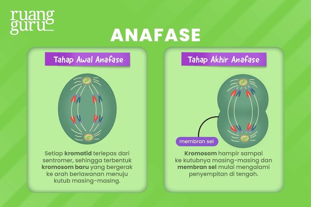 Tahap Pembelahan Mitosis - Anafase