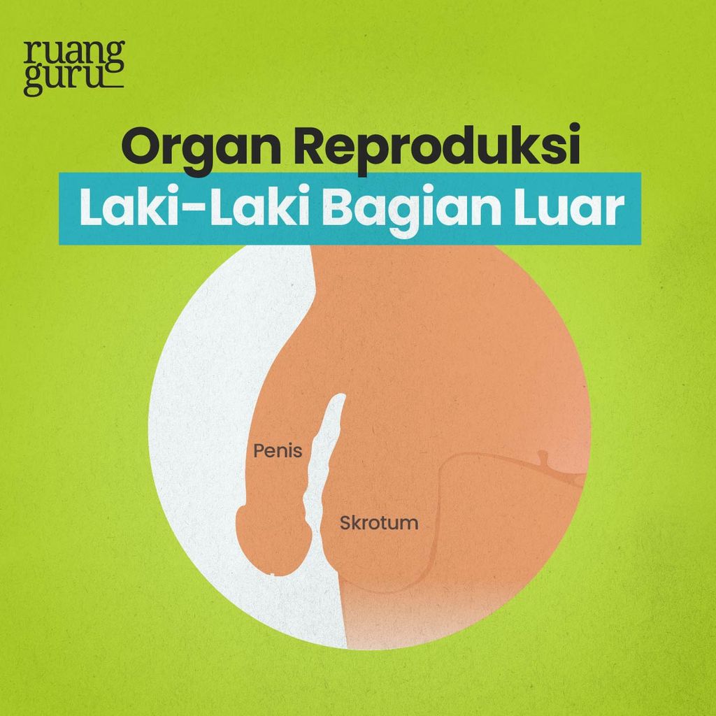 organ reproduksi laki-laki bagian luar