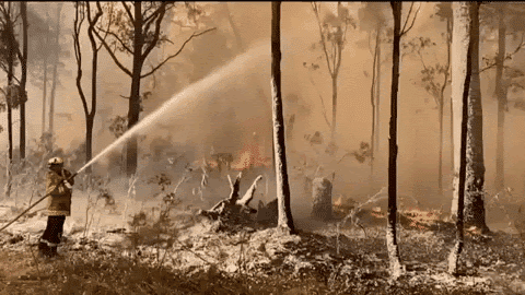 dinamika populasi perubahan iklim kebakaran hutan