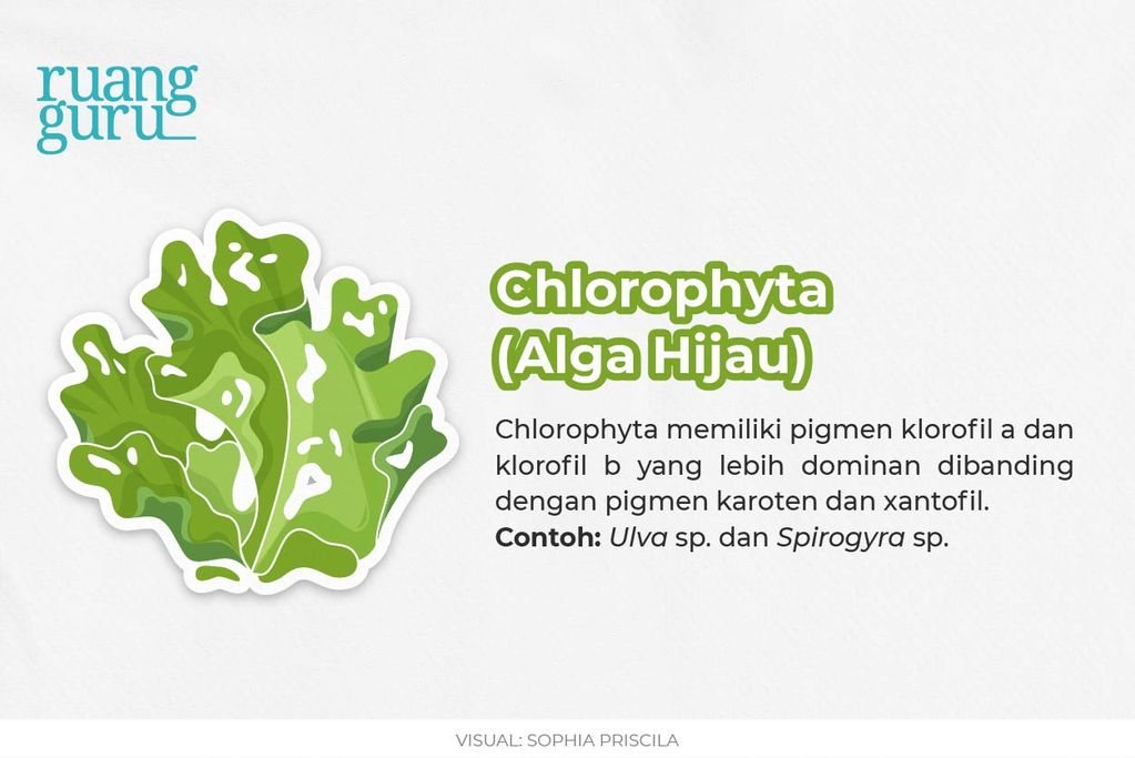 Chlorophyta (Alga Hijau)