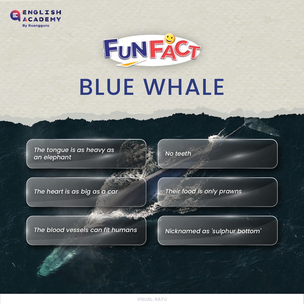 fakta tentang paus biru