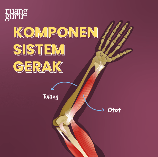 Fakta Seru - Bahaya Rebahan (Komponen Sistem Gerak)