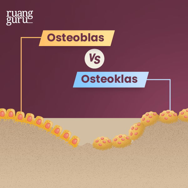 Fakta Seru - Bahaya Rebahan (Gambar Osteoblas vs Osteoklas)