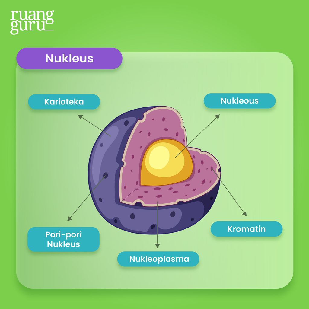 Gambar Nukleus