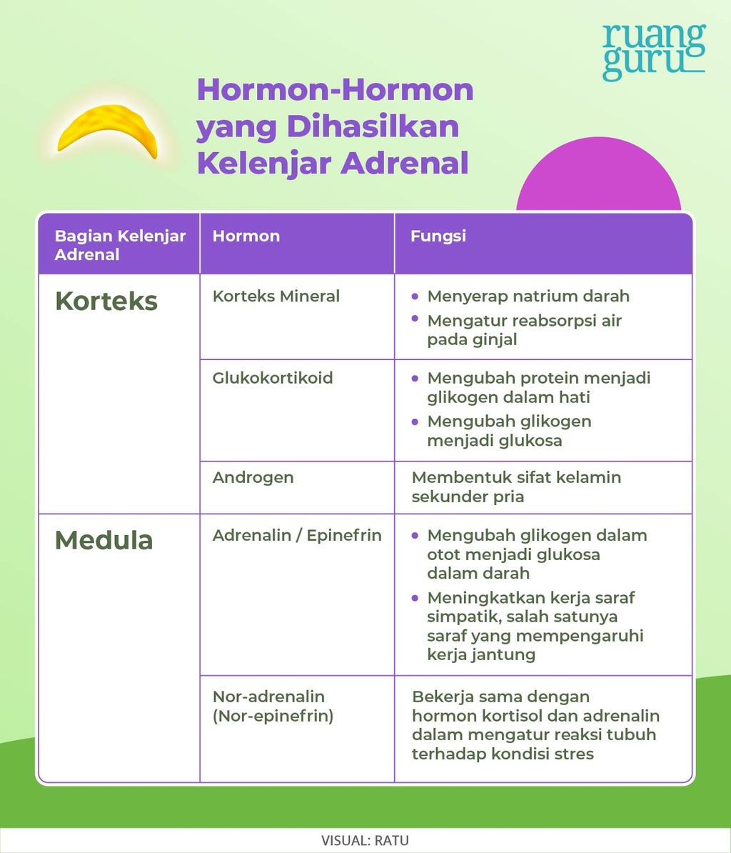 Hormon-Hormon Kelenjar Adrenal