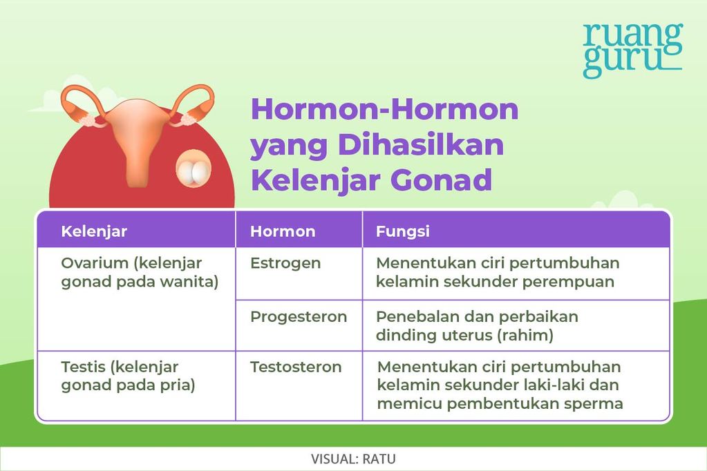 Hormon-Hormon Kelenjar Gonad