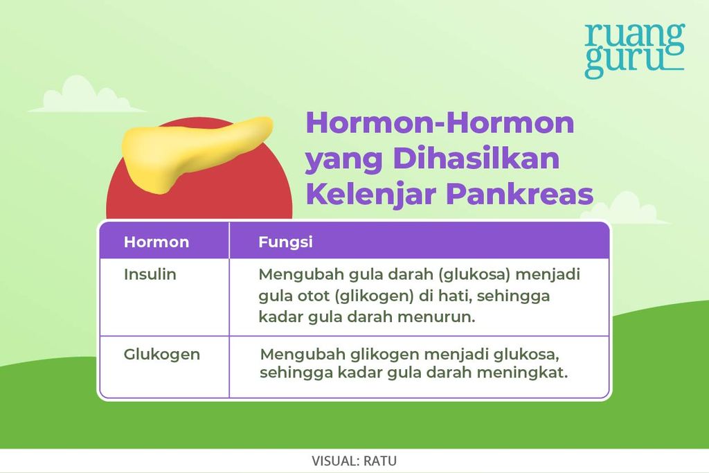Hormon-Hormon Kelenjar Pankreas