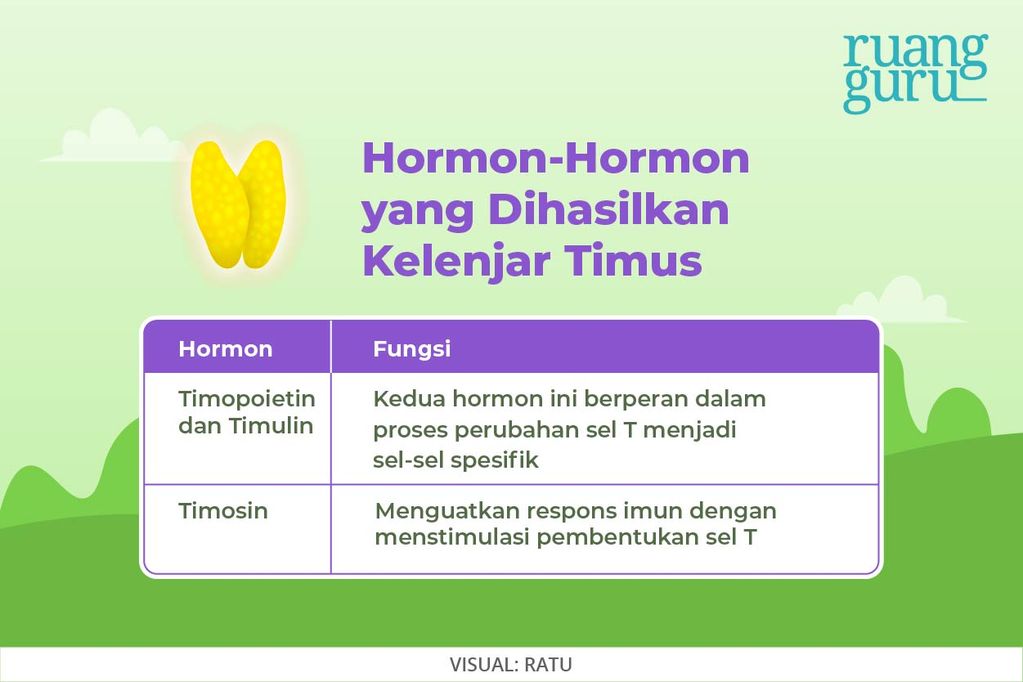 Hormon-Hormon Kelenjar Timus