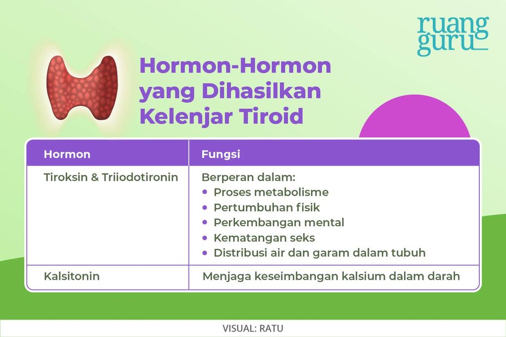 Hormon-Hormon Kelenjar Tiroid