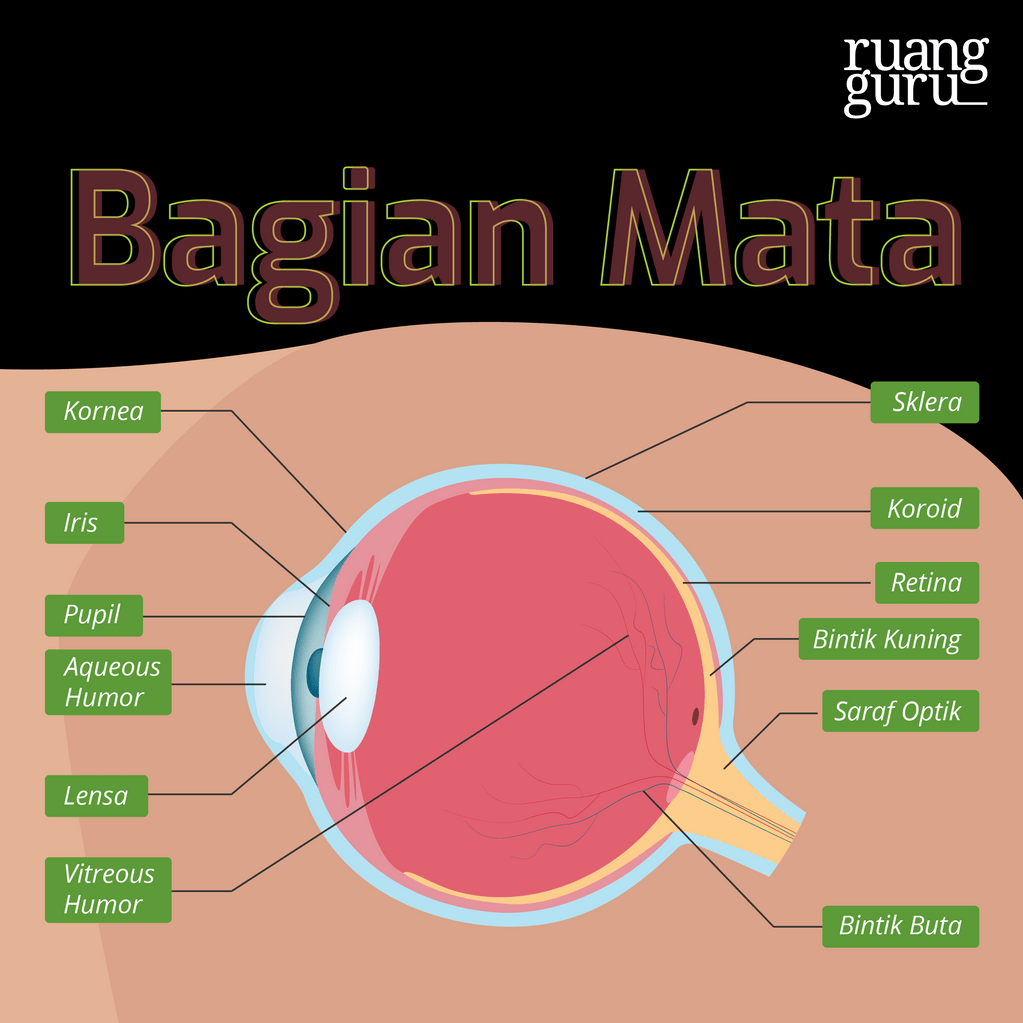 Apa Saja Bagian Bagian Mata Dan Fungsinya Biologi Kelas 7