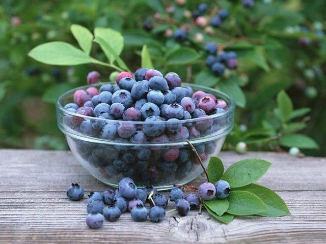Makanan Pembuat Otak Pintar: Blueberry