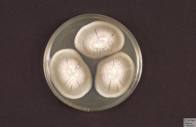kilas balik - Spesies Penicillium di dalam cawan Petri