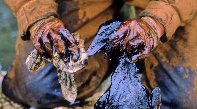 pencemaran lingkungan - Petugas mengevakuasi burung yang terkena oil Exxon Valdez