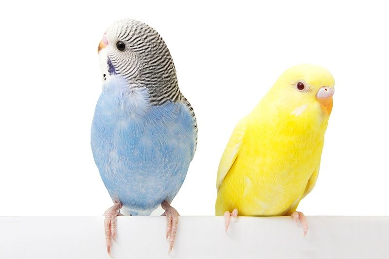 Hewan Jago Fisika - Burung