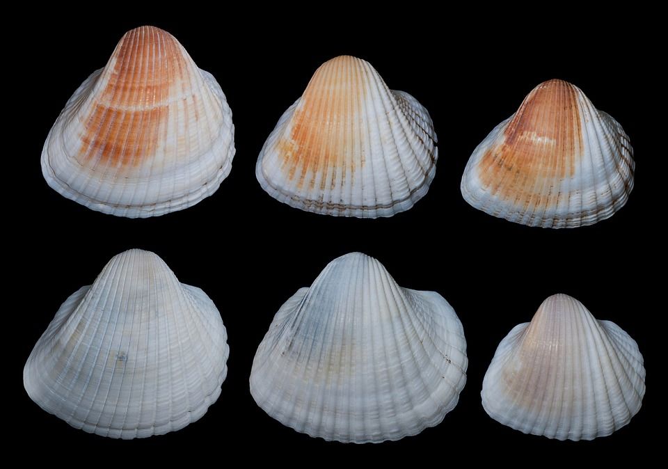Hewan Jago Fisika - Kerang