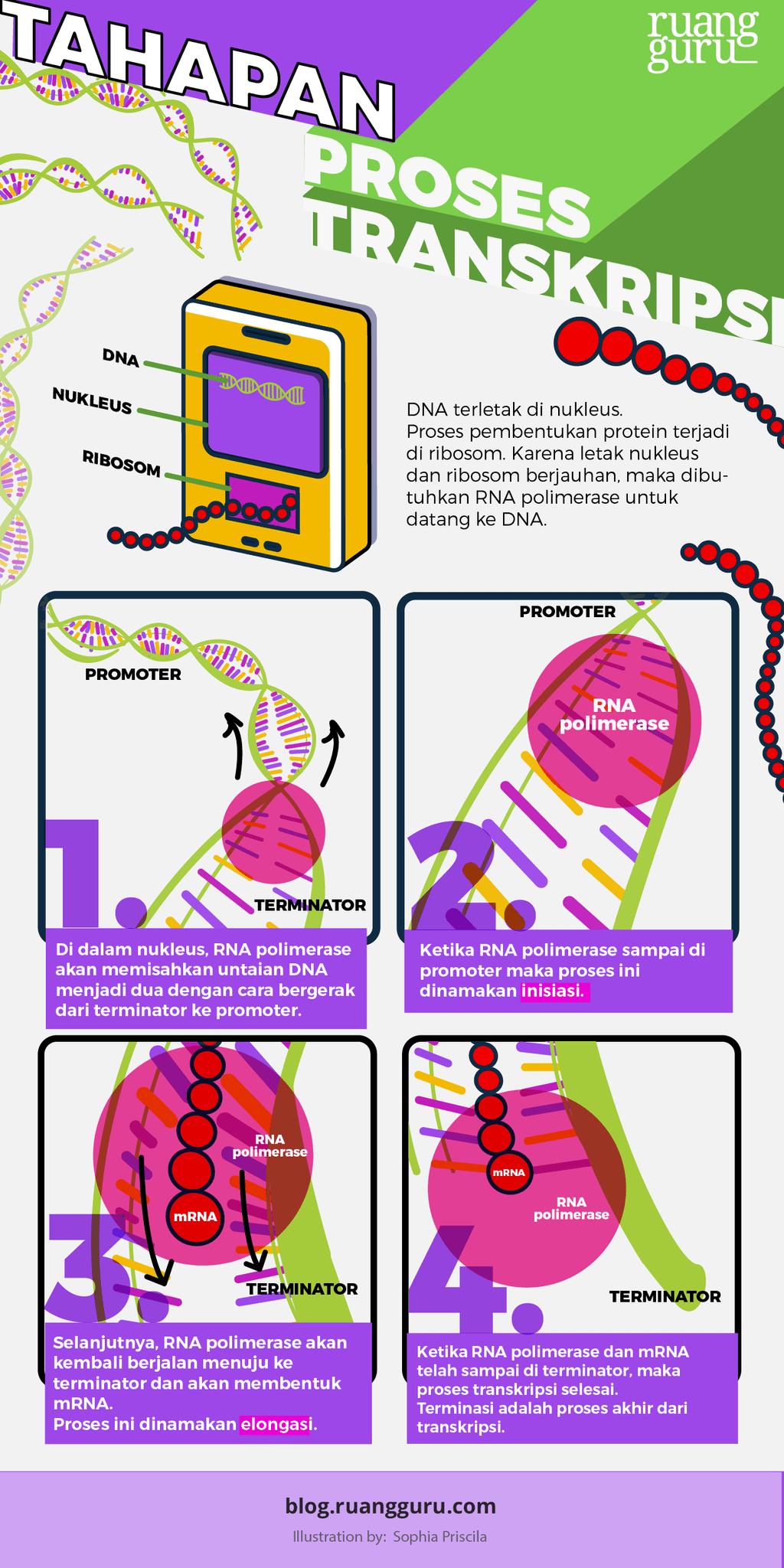 Tahapan Proses Transkripsi-Sintesis Protein
