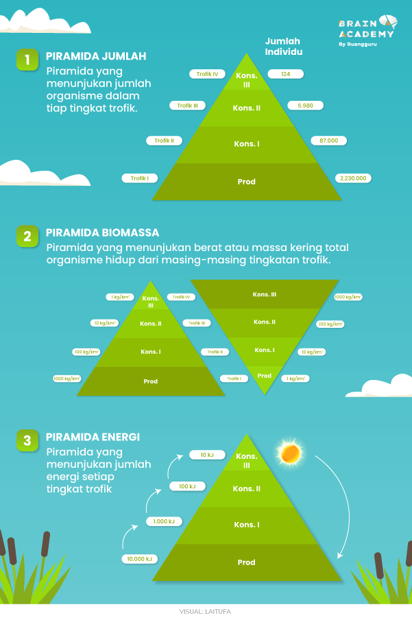 Jenis-jenis Piramida Ekologi