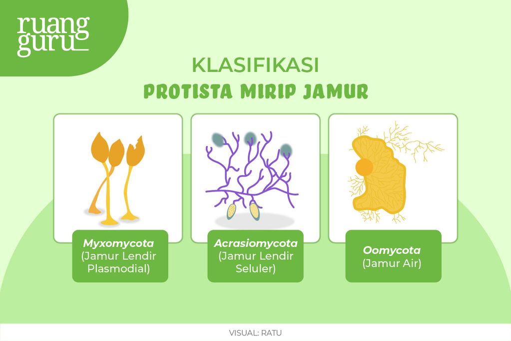 Klasifikasi Protista Mirip Jamur