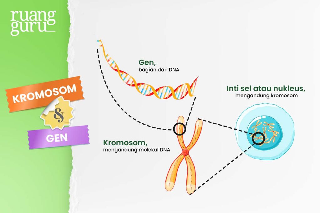 Konsep Pewarisan Sifat Makhluk Hidup-Gambar Kromosom dan Gen