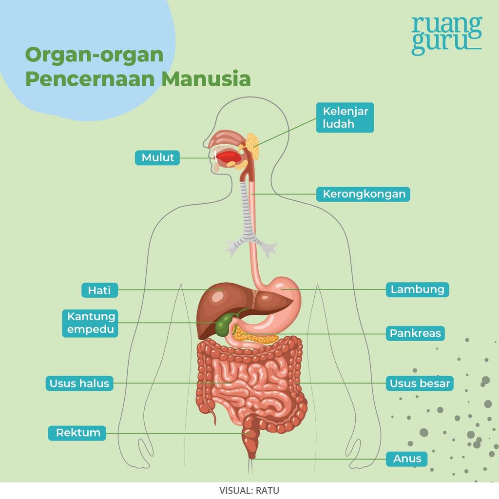 Gambar Organ Sistem Pencernaan Manusia