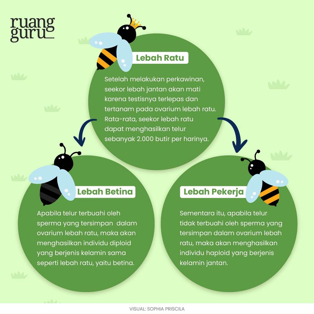 Tipe haploid diploid pada lebah