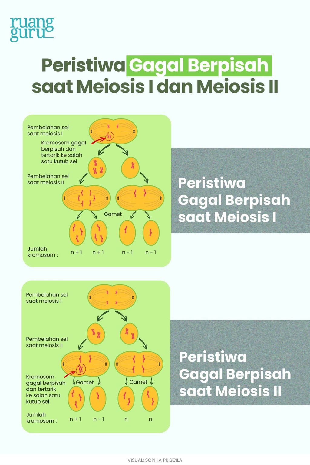 Peristiwa gagal berpisah meiosis I dan meiosis II