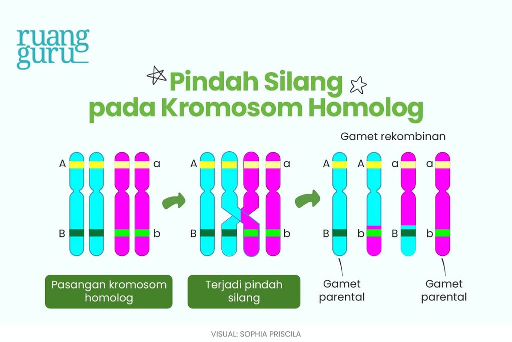 Pindah silang pada kromosom homolog