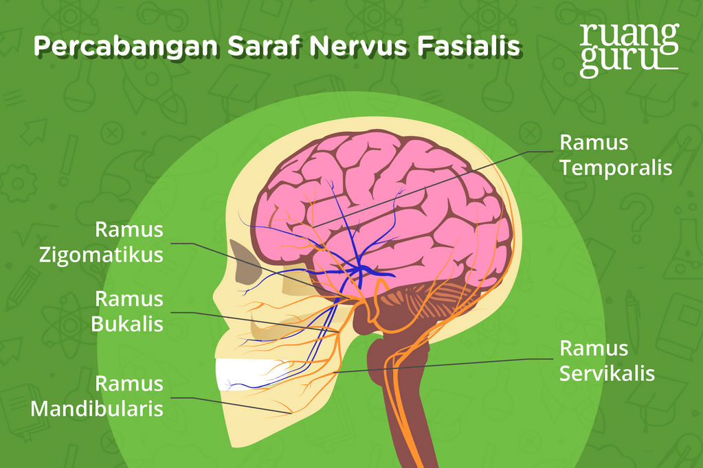 Saraf Nervus Fasialis