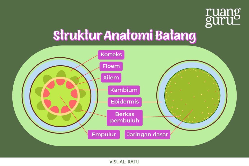 Struktur Anatomi Batang