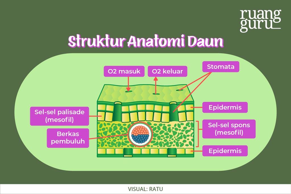 Struktur Anatomi Daun