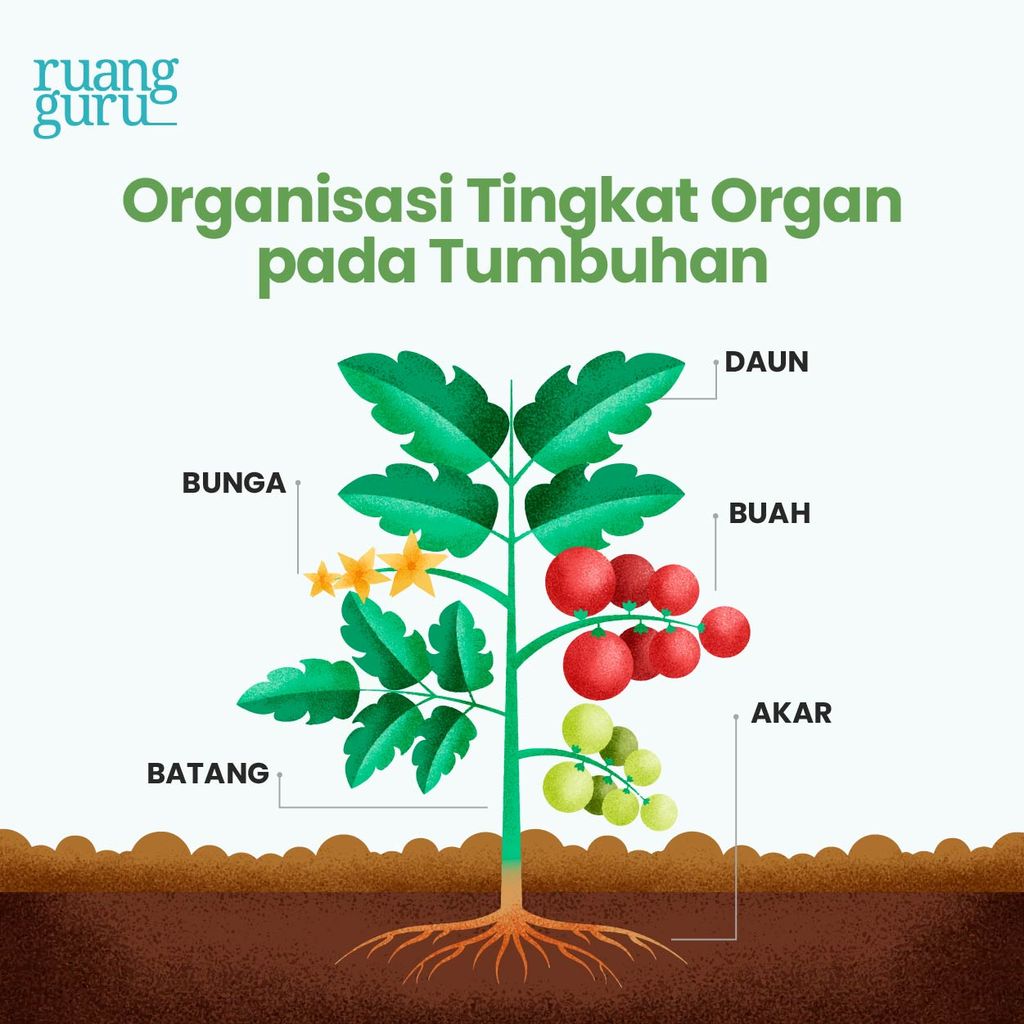 Gambar organ tumbuhan