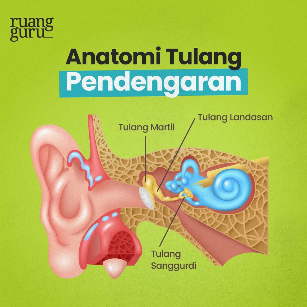Tulang Pendengaran dan Tulang Hyoid - Rangka Aksial