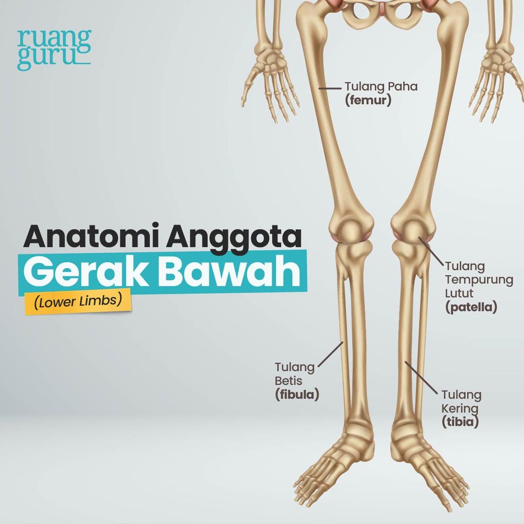Tulang Anggota Gerak Bawah (Lower Limbs) - Rangka Apendikular