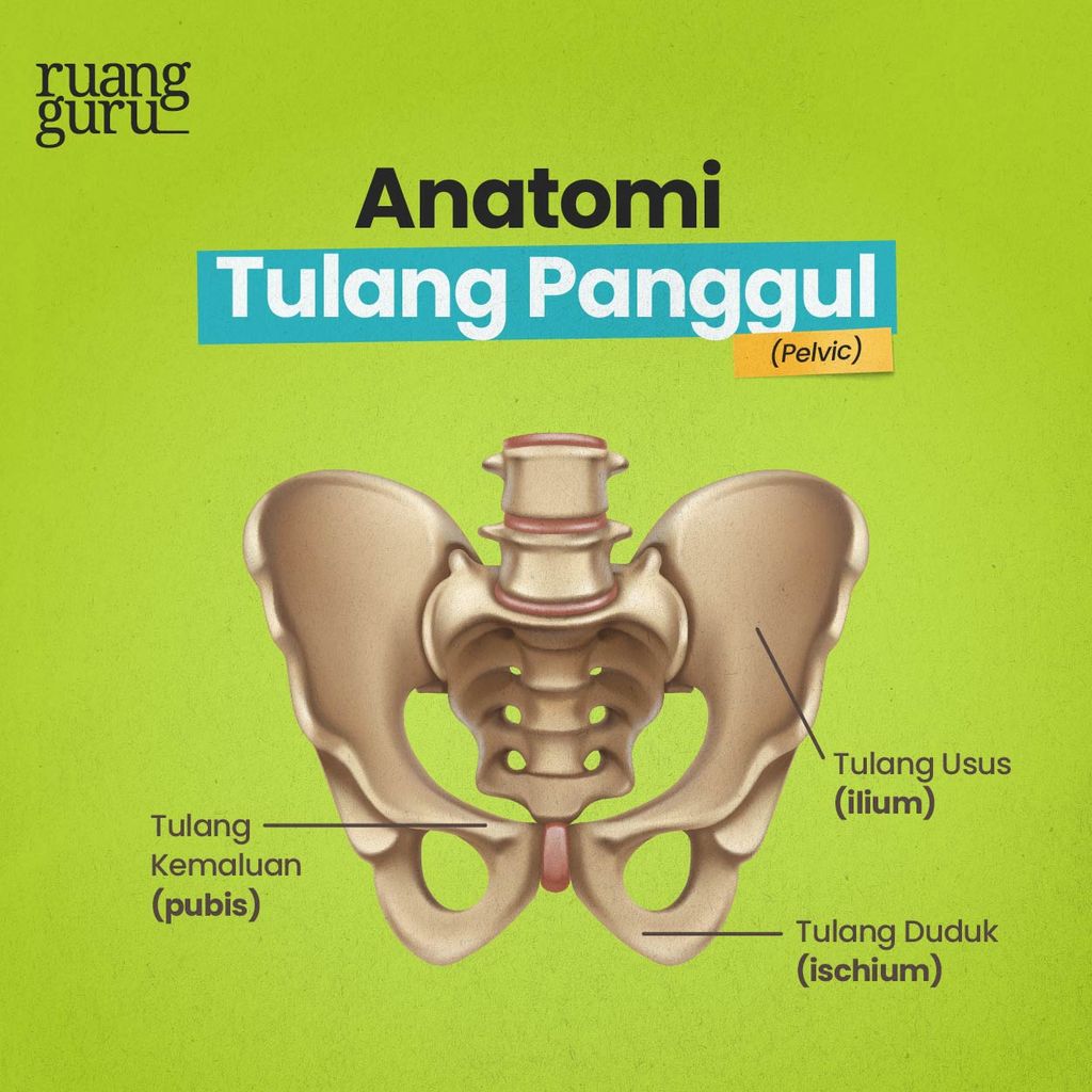 Tulang Panggul (Pelvic) - Rangka Apendikular