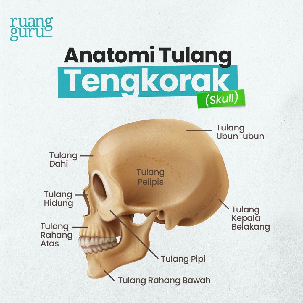 Tulang Tengkorak (Skull) - Rangka Aksial