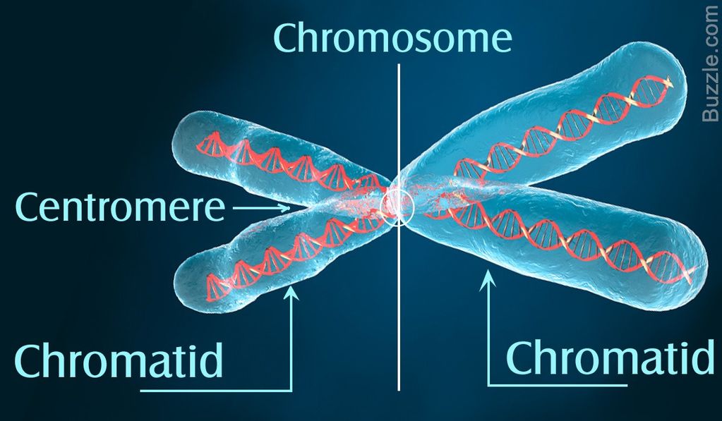 Gen, DNA, dan Kromosom