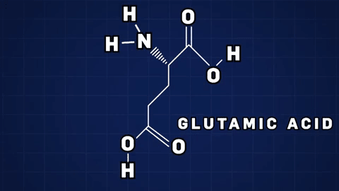 asam glutamat dan msg