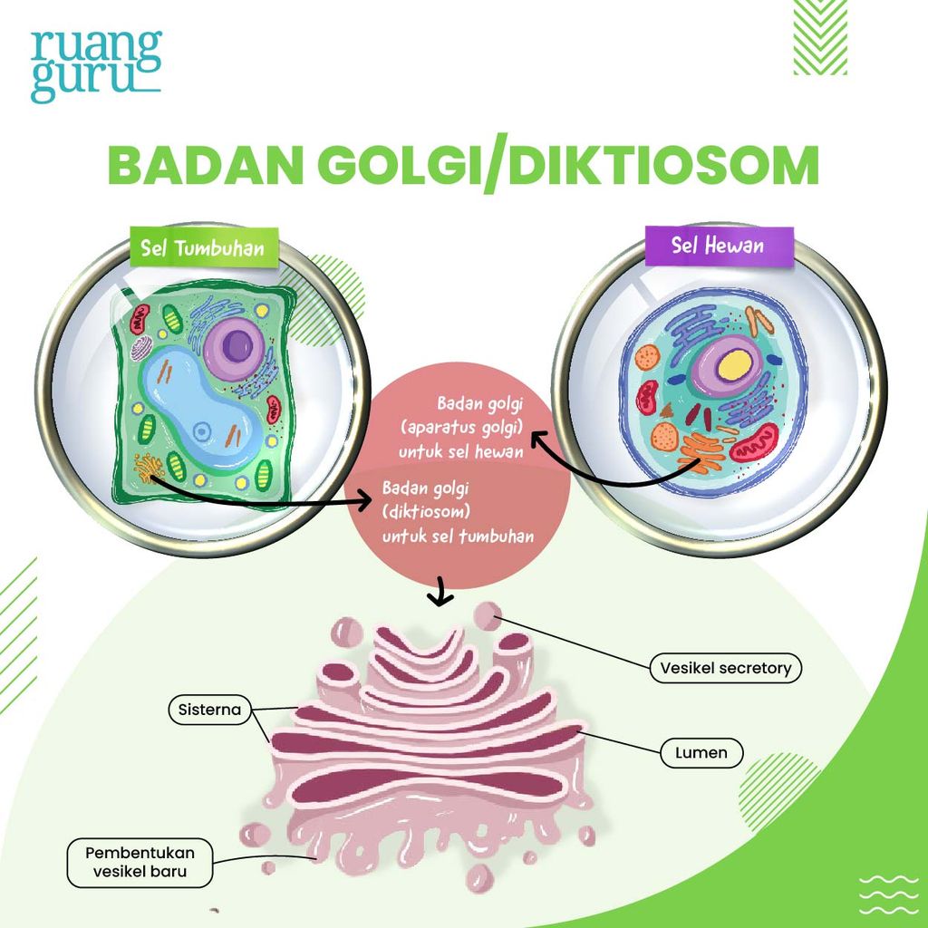 gambar badan golgi atau diktiosom - organel sel tumbuhan dan hewan