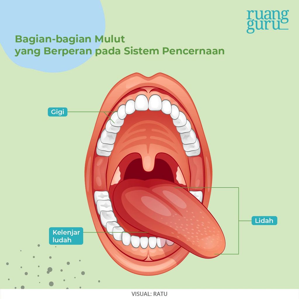 sistem pencernaan manusia - bagian mulut