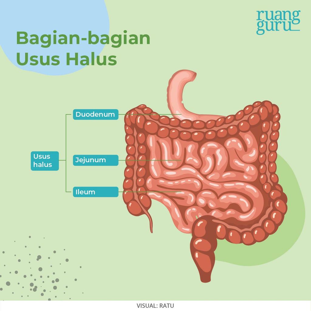 sistem pencernaan manusia - bagian usus halus - duodenum, jejunum, ileum