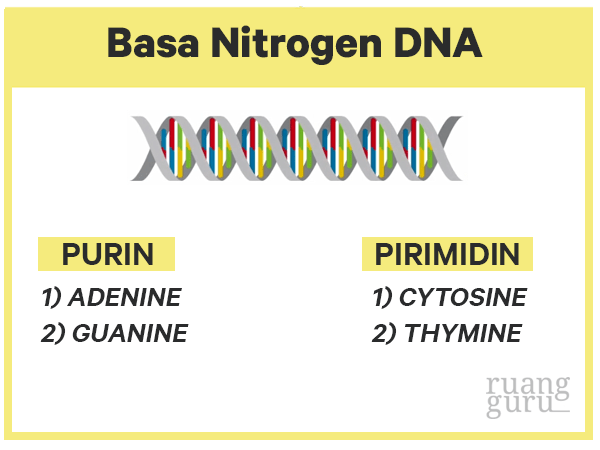 basa nitrogen dna-1