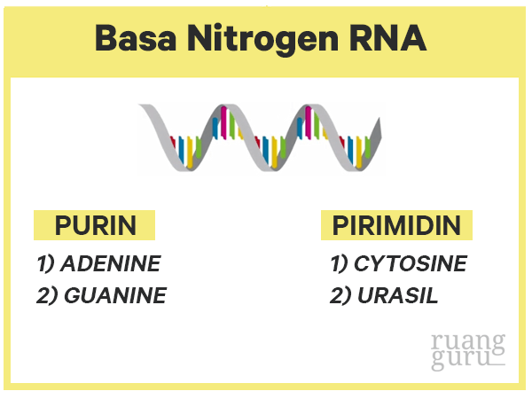 basa nitrogen rna-1