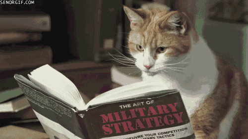 kucing baca buku