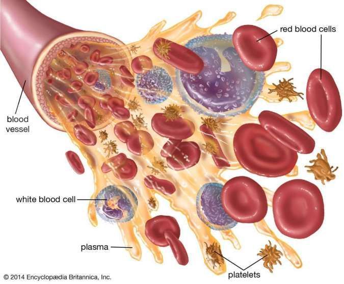 bentuk komponen penyusun darah