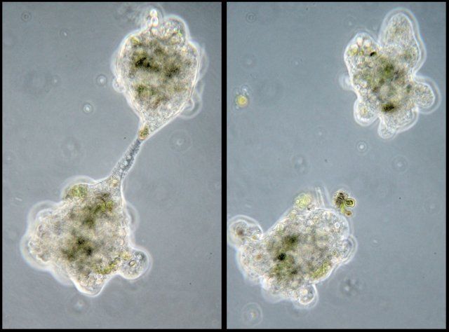 contoh hewan membelah diri - amoeba